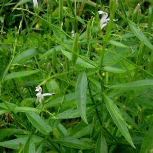 Chirata/Chirayata/Kalmegh Healthy Herbal Live Plant - Image 1