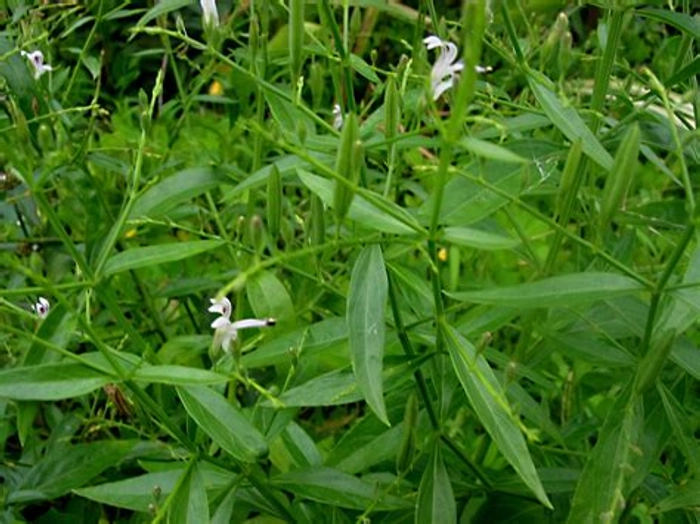 Chirata/Chirayata/Kalmegh Healthy Herbal Live Plant