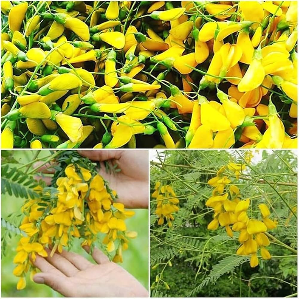 Jainti/Sembai/Jalugu/Kedangu Fast Growing Healthy Flower Plant