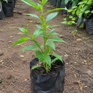 Chirata/Chirayata/Kalmegh Healthy Herbal Live Plant - Image 3