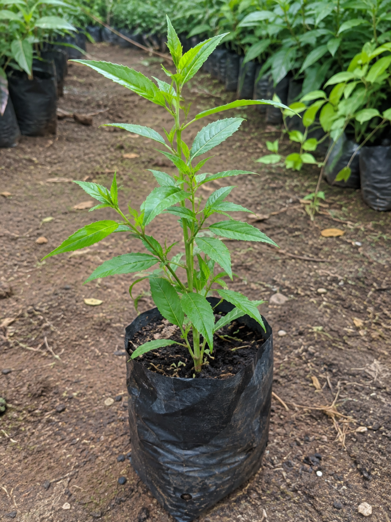 Chirata/Chirayata/Kalmegh Healthy Herbal Live Plant