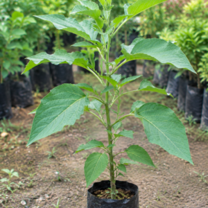 Light Orange Dhatura(Angle Trumpet) Helathy Flower Plant - Image 2