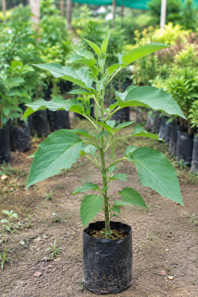 Light Orange Dhatura(Angle Trumpet) Helathy Flower Plant