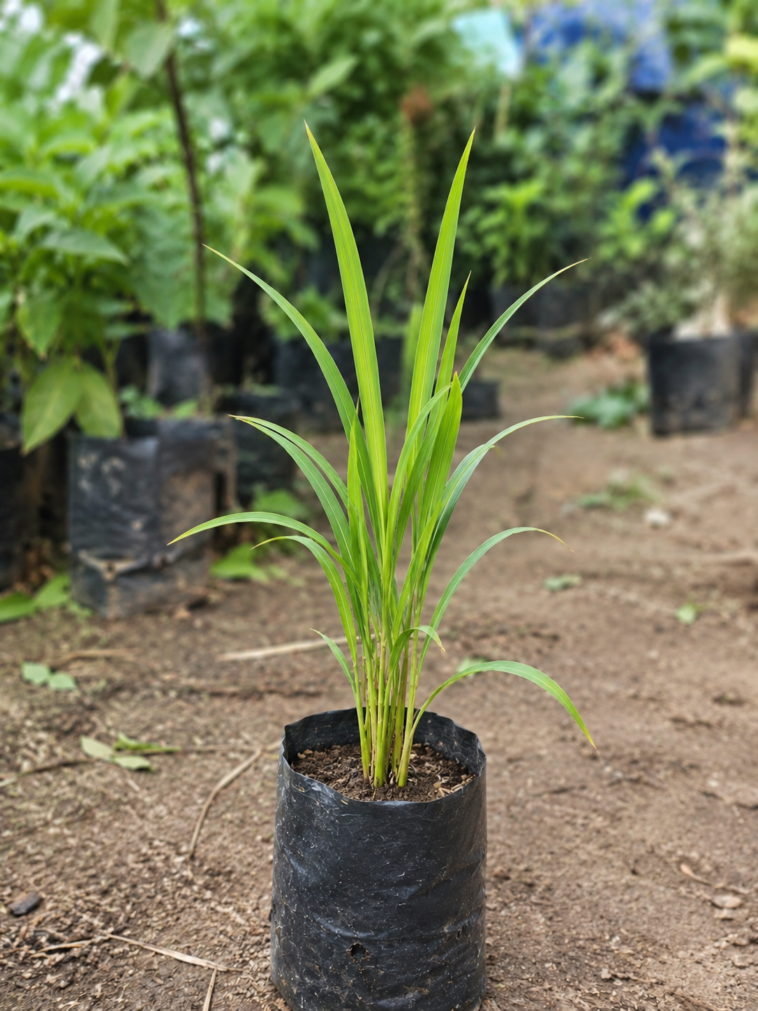 Hybrid Paddy Rice Healthy Live Plant - Image 4