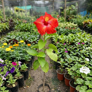 Fire Flame Red Id Hybrid Variety Hibiscus/Gudhal Flower Plant - Image 3