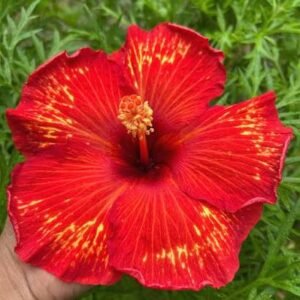 Fire Flame Red Id Hybrid Variety Hibiscus/Gudhal Flower Plant - Image 1