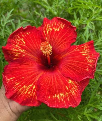 Fire Flame Red Id Hybrid Variety Hibiscus/Gudhal Flower Plant