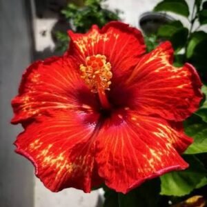 Fire Flame Red Id Hybrid Variety Hibiscus/Gudhal Flower Plant - Image 2