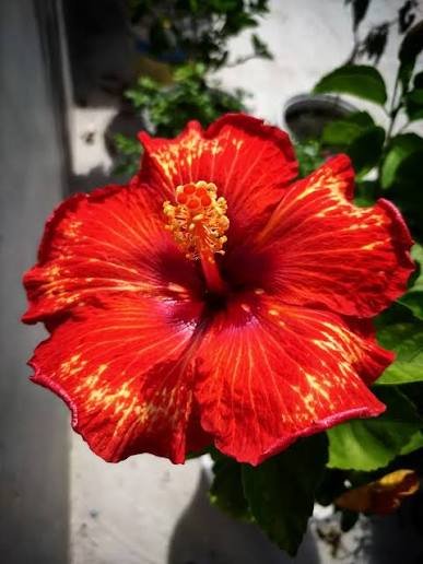 Fire Flame Red Id Hybrid Variety Hibiscus/Gudhal Flower Plant