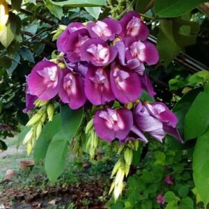 Butterfly Pea Tree(Clitorea Arborea) Deep Purple Color Flower Healthy Plant - Image 1