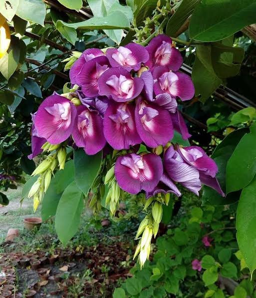 Butterfly Pea Tree(Clitorea Arborea) Deep Purple Color Flower Healthy Plant