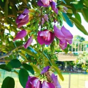 Butterfly Pea Tree(Clitorea Arborea) Deep Purple Color Flower Healthy Plant - Image 5
