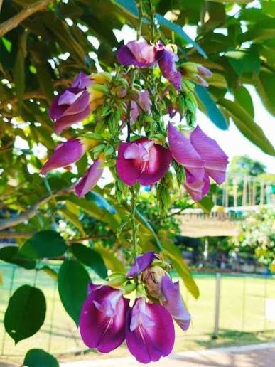 Butterfly Pea Tree(Clitorea Arborea) Deep Purple Color Flower Healthy Plant