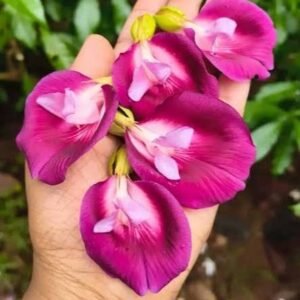 Butterfly Pea Tree(Clitorea Arborea) Deep Purple Color Flower Healthy Plant - Image 3