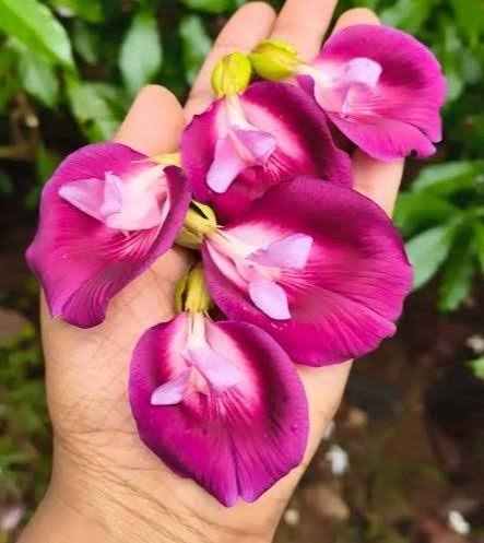 Butterfly Pea Tree(Clitorea Arborea) Deep Purple Color Flower Healthy Plant