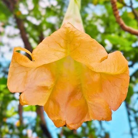 Light Orange Dhatura(Angle Trumpet) Helathy Flower Plant