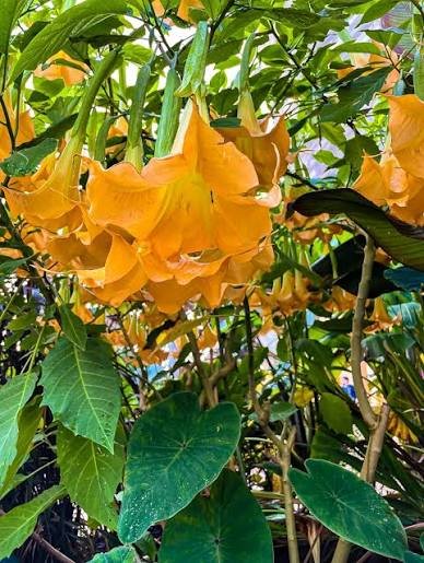 Light Orange Dhatura(Angle Trumpet) Helathy Flower Plant