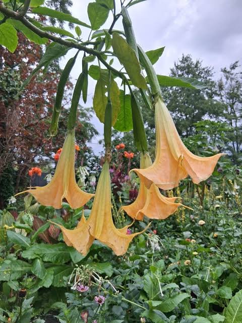 Light Orange Dhatura(Angle Trumpet) Helathy Flower Plant