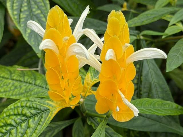 Lolipop(Pachystachys lutea) Yellow Healthy Flower Plant