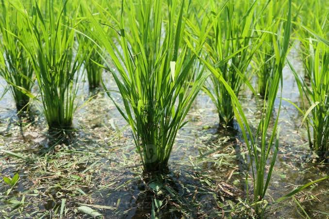 Hybrid Paddy Rice Healthy Live Plant