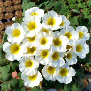White Oxalis Flower Bulbs - Image 2
