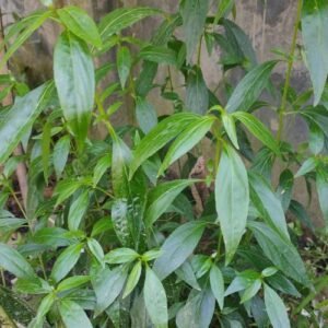 Chirata/Chirayata/Kalmegh Healthy Herbal Live Plant - Image 2