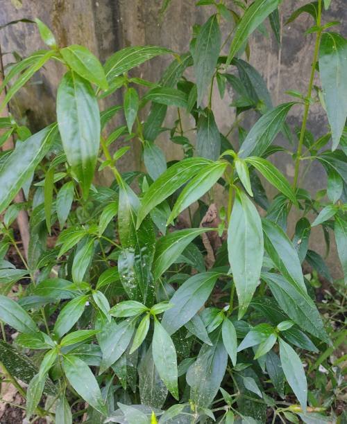 Chirata/Chirayata/Kalmegh Healthy Herbal Live Plant