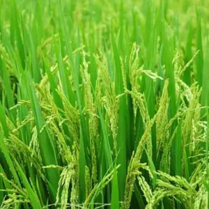 Hybrid Paddy Rice Healthy Live Plant - Image 3