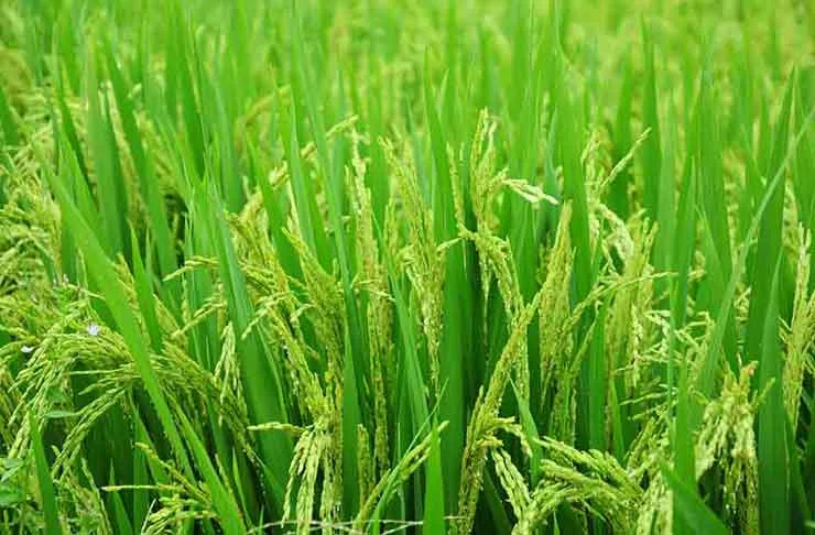 Hybrid Paddy Rice Healthy Live Plant