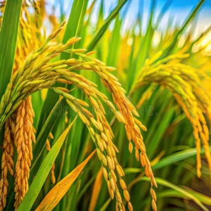 Hybrid Paddy Rice Healthy Live Plant - Image 1