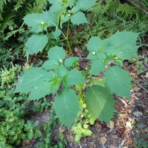 Rasbhari/Bitter Ground cherry/Chirboti/Popti/Kupanti/Notinotta Healthy Herbal Live Plant - Image 3