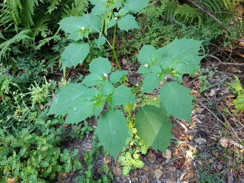 Rasbhari/Bitter Ground cherry/Chirboti/Popti/Kupanti/Notinotta Healthy Herbal Live Plant