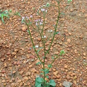 Sahadevi(vernonia cinerea)/Purple Fleabone/Poovamkurunthala/Sadobi/Sadori Healthy Herbal Live Plant - Image 4