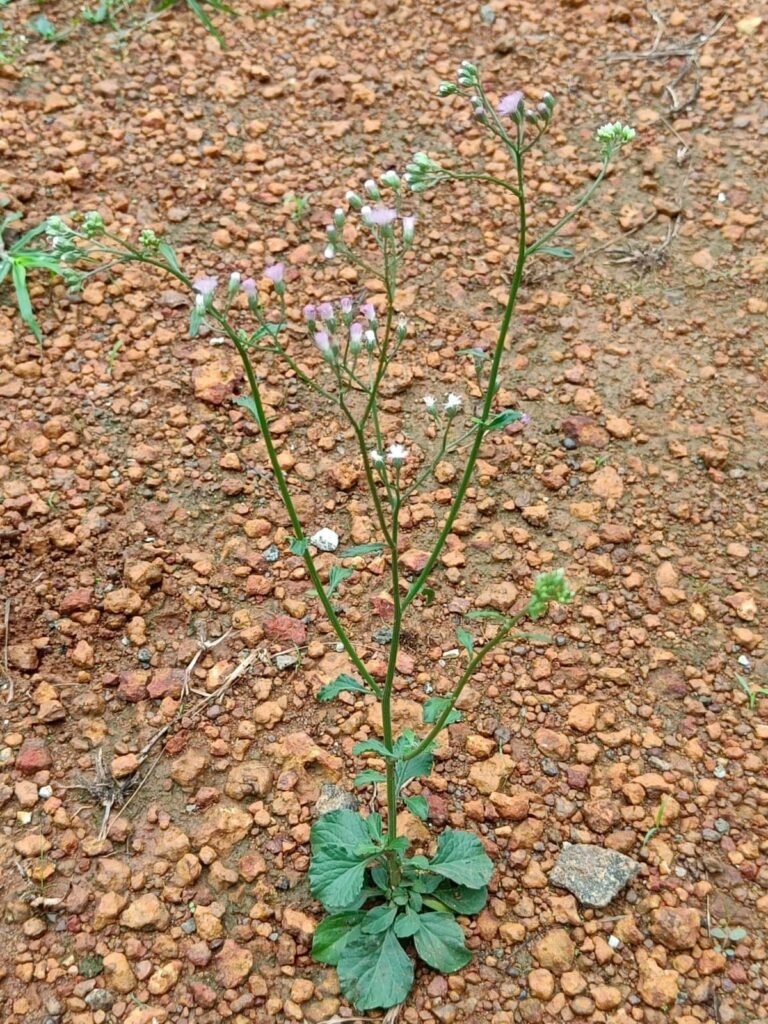 Sahadevi(vernonia cinerea)/Purple Fleabone/Poovamkurunthala/Sadobi/Sadori Healthy Herbal Live Plant