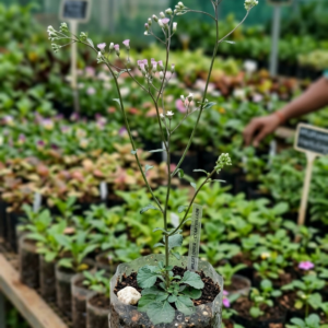 Sahadevi(vernonia cinerea)/Purple Fleabone/Poovamkurunthala/Sadobi/Sadori Healthy Herbal Live Plant - Image 2