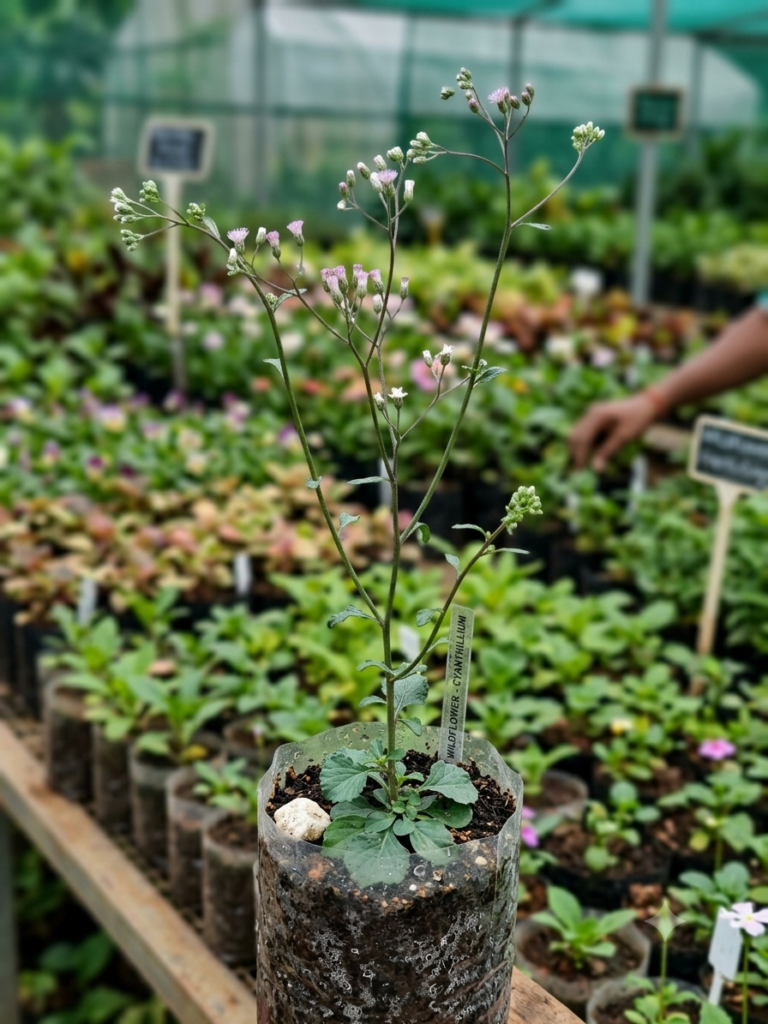 Sahadevi(vernonia cinerea)/Purple Fleabone/Poovamkurunthala/Sadobi/Sadori Healthy Herbal Live Plant