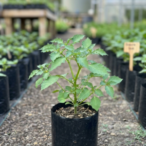 Rasbhari/Bitter Ground cherry/Chirboti/Popti/Kupanti/Notinotta Healthy Herbal Live Plant - Image 4