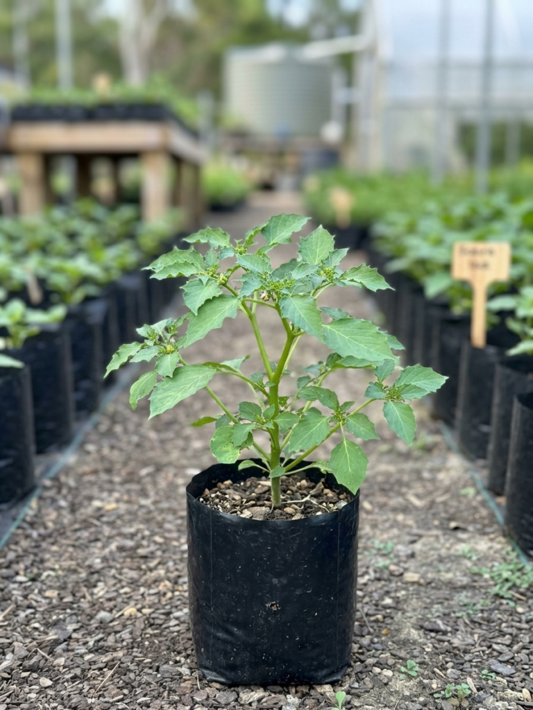 Rasbhari/Bitter Ground cherry/Chirboti/Popti/Kupanti/Notinotta Healthy Herbal Live Plant