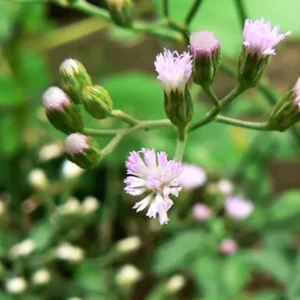 Sahadevi(vernonia cinerea)/Purple Fleabone/Poovamkurunthala/Sadobi/Sadori Healthy Herbal Live Plant - Image 1