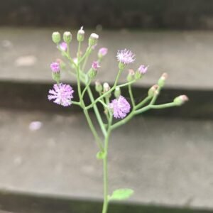 Sahadevi(vernonia cinerea)/Purple Fleabone/Poovamkurunthala/Sadobi/Sadori Healthy Herbal Live Plant - Image 3