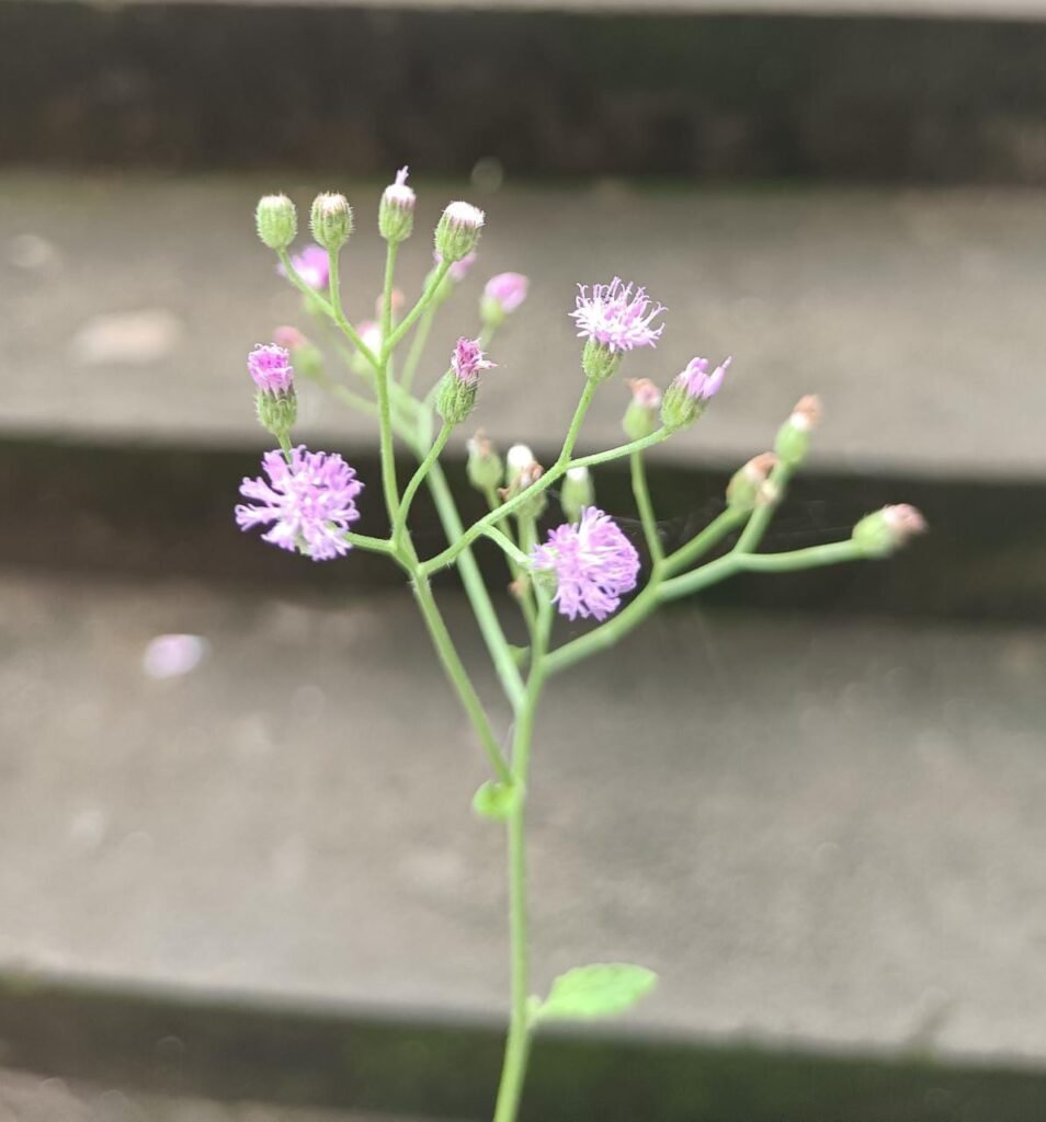 Sahadevi(vernonia cinerea)/Purple Fleabone/Poovamkurunthala/Sadobi/Sadori Healthy Herbal Live Plant
