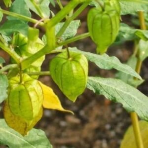 Rasbhari/Bitter Ground cherry/Chirboti/Popti/Kupanti/Notinotta Healthy Herbal Live Plant - Image 1