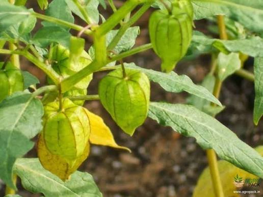 Rasbhari/Bitter Ground cherry/Chirboti/Popti/Kupanti/Notinotta Healthy Herbal Live Plant
