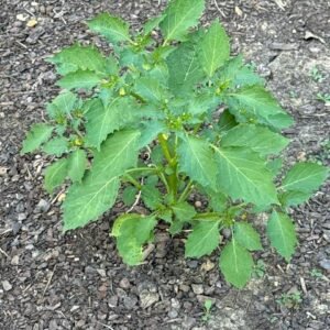 Rasbhari/Bitter Ground cherry/Chirboti/Popti/Kupanti/Notinotta Healthy Herbal Live Plant - Image 2