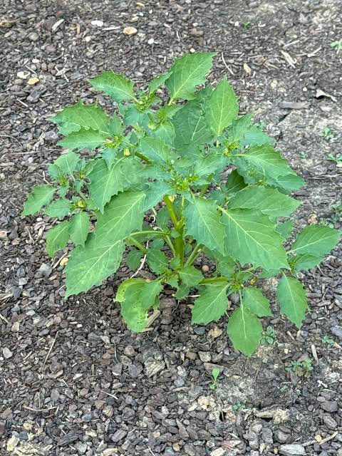 Rasbhari/Bitter Ground cherry/Chirboti/Popti/Kupanti/Notinotta Healthy Herbal Live Plant