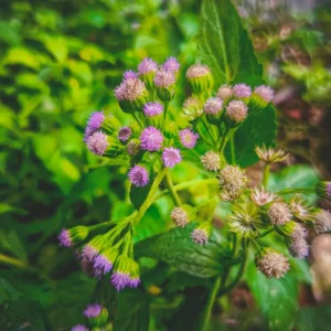 Sahadevi(vernonia cinerea)/Purple Fleabone/Poovamkurunthala/Sadobi/Sadori Healthy Herbal Live Plant - Image 5