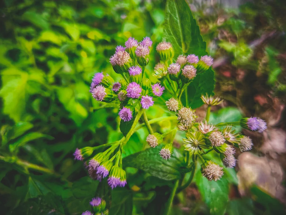 Sahadevi(vernonia cinerea)/Purple Fleabone/Poovamkurunthala/Sadobi/Sadori Healthy Herbal Live Plant