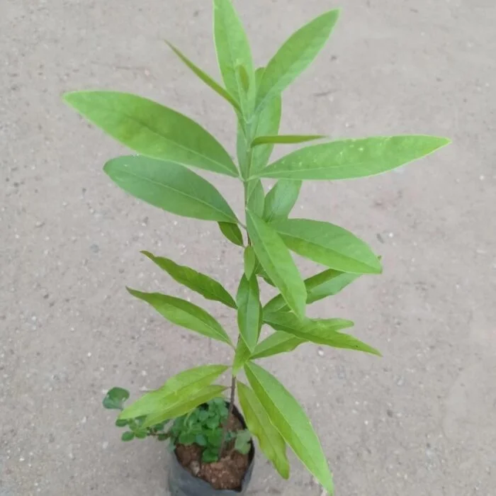 White Sandalwood/Chandan Healthy 1Foot Longer Herbal Live Plant