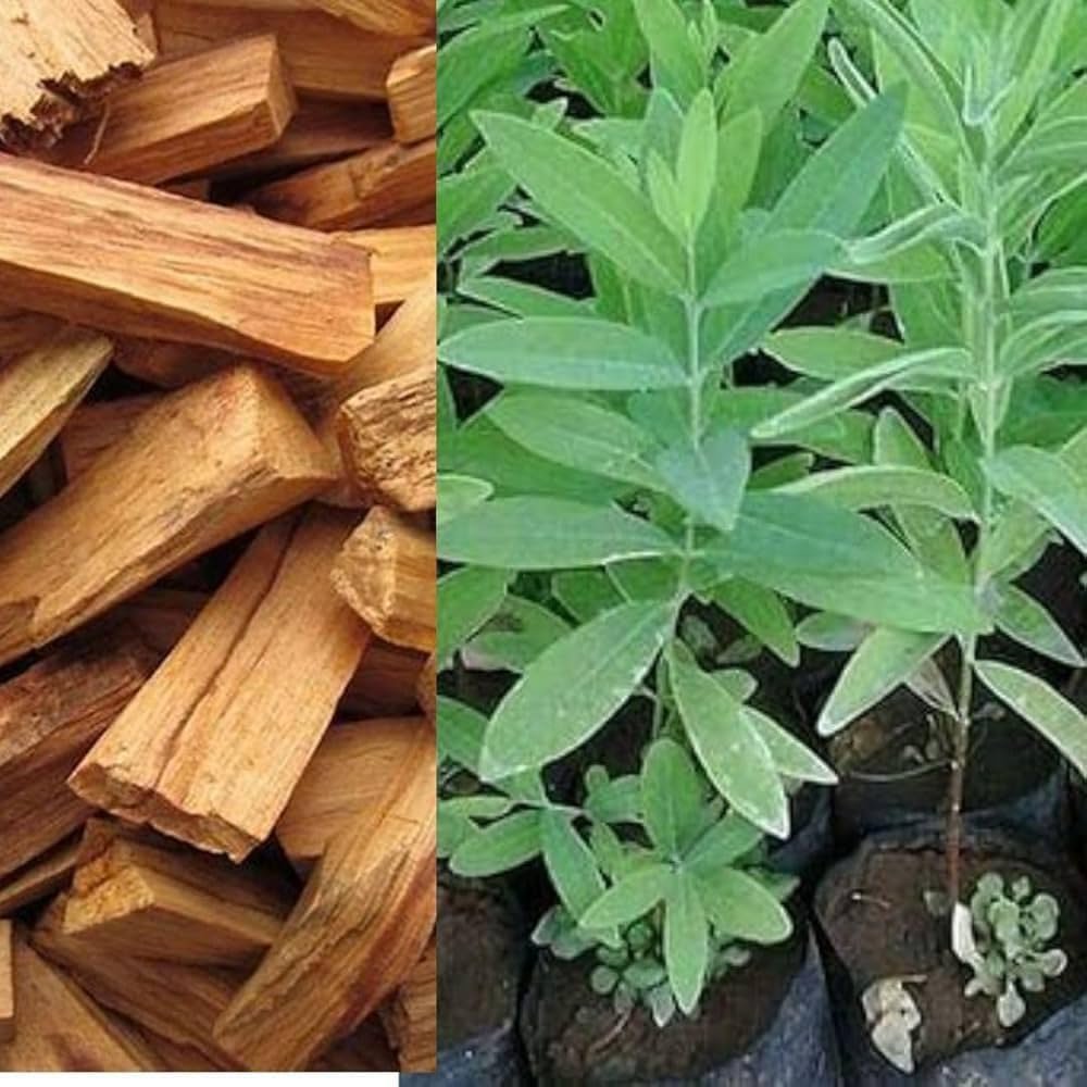 White Sandalwood/Chandan Healthy 1Foot Longer Herbal Live Plant