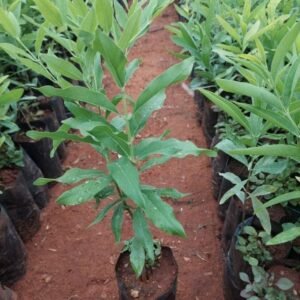 White Sandalwood/Chandan Healthy 1Foot Longer Herbal Live Plant - Image 2